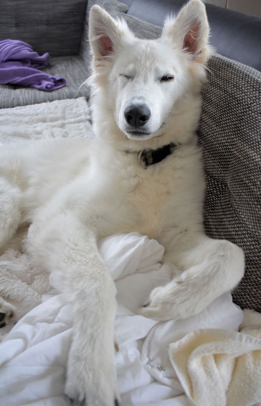 hunde-entspannung-hunde-blog-hunde chilen-dog-in-god-blog-hune-jesus-fotografien-wse.jpg